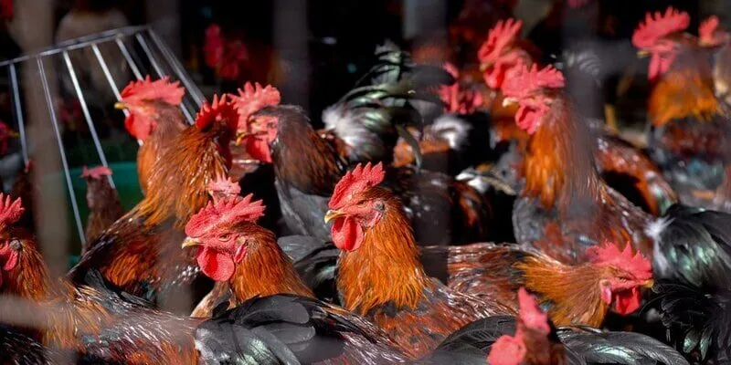 Cách Nuôi Gà Đá Tới Pin các giai đoạn