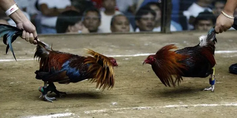 Tổng hợp những mẹo đá gà Thomo thành công cho hội viên