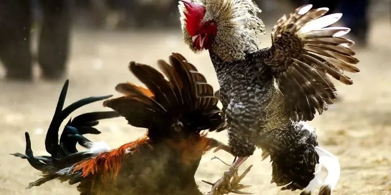 Tổng quan sơ lược về loại hình đá gà cựa dao