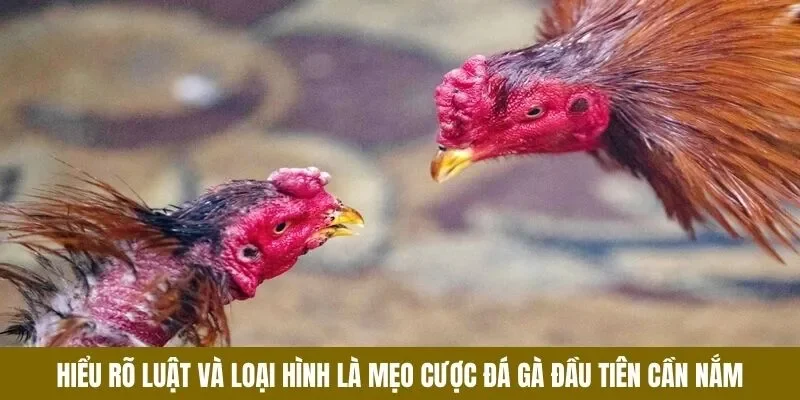 Giới thiệu mẹo cược đá gà - Hiểu quy luật