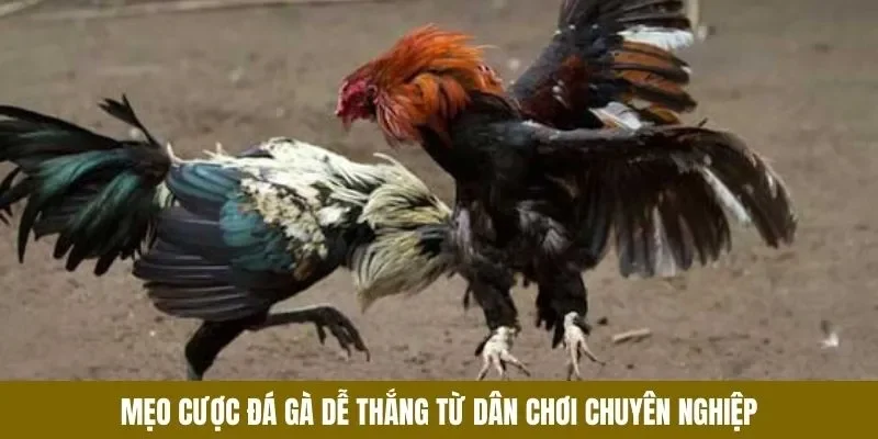 Hướng dẫn các mẹo cược đá gà hay