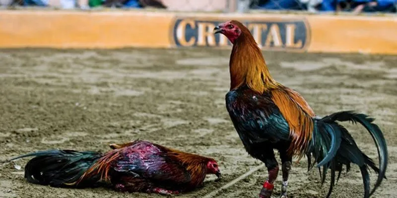 Khái quát sơ lược về loại hình đá gà Thomo