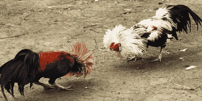 xem tướng gà chọi hướng dẫn xem tướng